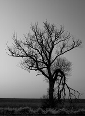 single old tree in desert. black and white 