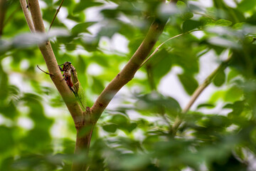 緑の森の中で鳴くセミ