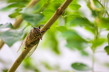 木の枝につかまるセミ