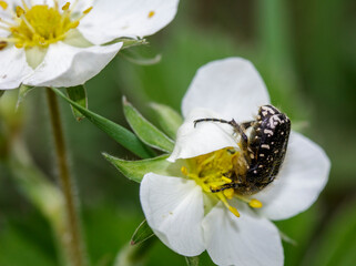 Macro of an insect