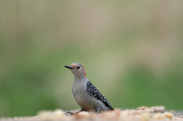 Red Bellied Woodpecker