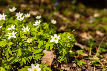 Wood anemones growing among fallen oak leaves. Beautiful white spring flowers Anemone Nemorosa at brown blurry background. Scenic delicate spring wildflowers at sunny day.