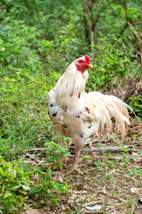 closeup colorful rooster in focus, stands alone with bokeh green plants in background.