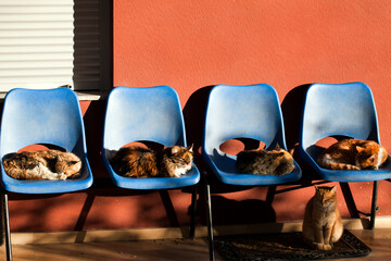 Animal Cats Sitting on Chairs
