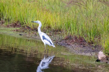 North Carolina Birds