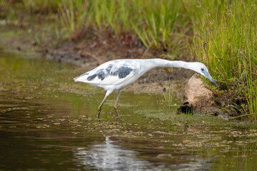 North Carolina Birds