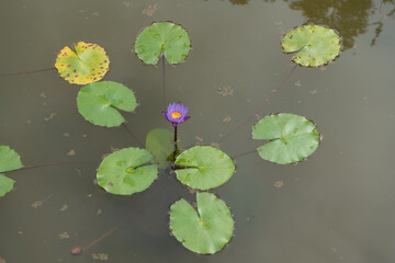 Water plants that thrive in a tourist pool.