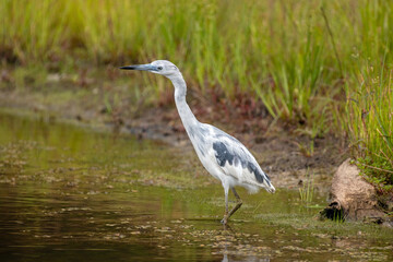 North Carolina Wildlife