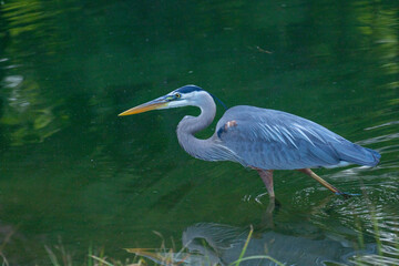 great blue heron
