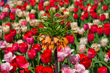 Fototapeta premium Eine Kaiserkrone (Fritillaria imperialis) vor einem Tulpenfeld