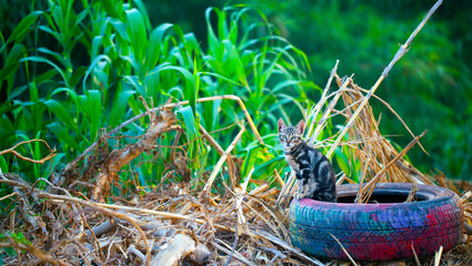 Sweet Animal Cat on a Car Wheel