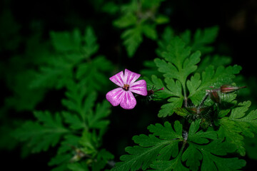 A macro of a purple flower