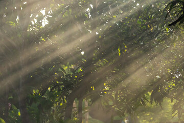 Tree with sunlight in the morning