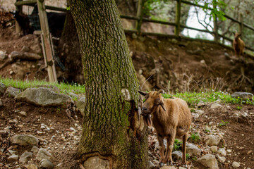 A goat looking for food