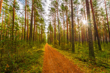 Pine forest in autumn. Beautiful nature. The sun shines through the trees. The road going through the center of the forest. Russia, Europe. View from the path.