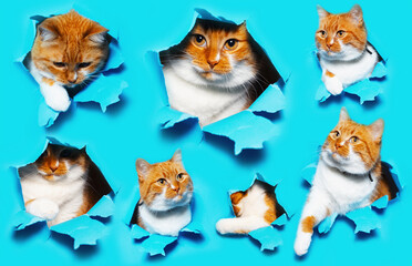 Collage portraits of red white funny cat, through torn hole in blue paper. Animal pattern concept.