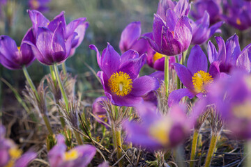The fluffy flowers of Pulsatilla vernalis bloom in the in spring.