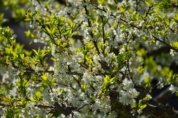 Mirabellenblüten am Baum im Frühling