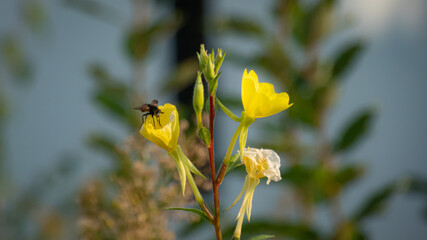 gelbe Blüten fokussiert mit eine Fliege auf einer Blüte