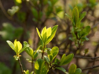 twigs with growing green leaves  at spring