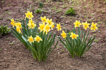 Obraz premium Beautiful narcissus growing in garden