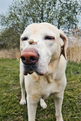 Little snail crawling on snout of dog. Funny portrait of labrador retriever.