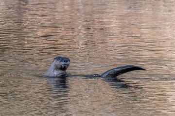 Fototapeta premium North American River Otter