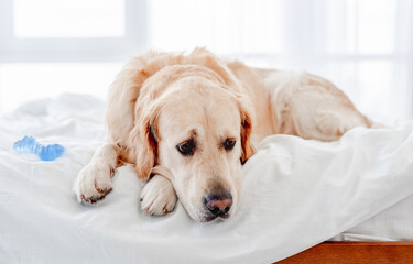 Golden retriever dog in the bed