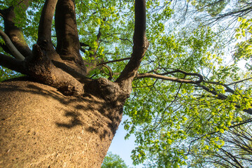強い日差しに照らされる巨木