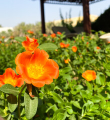 Fototapeta premium Tropical orange flower (Portulaca grandiflora) of South America, grown in gardens. Vibrant orange and yellow colors for spring or summer concepts.