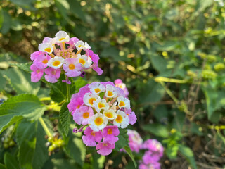 Vibrant Lantana camara flower. Tropical white and yellow flower in the sunshine for spring or summer plant concepts.