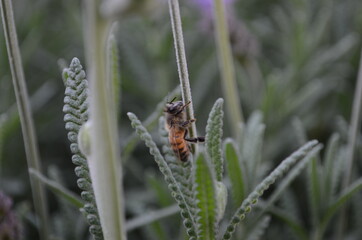 Abeja  estatica por frio