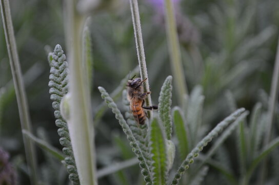 Abeja  estatica por frio
