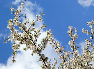 Prunus domestica tree with white flowers scenic