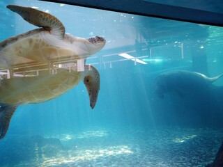 Afternoon at the Aquarium