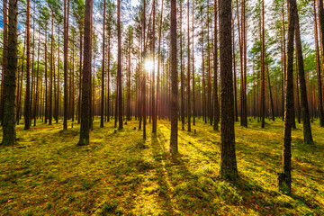 Obraz premium Pine forest in autumn. The sun shines through the trees. Moss-covered glade. Sun rays. Beautiful nature. Russia, Europe.