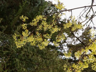 Fototapeta premium Maple tree with yellow small flowers at spring