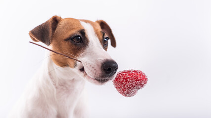 The dog holds a heart in his mouth on a white background. Greeting card with loving Jack Russell Terrier.