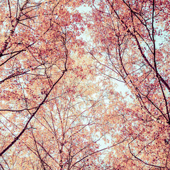 Bottom view on the tall birch trees in the golgen autumn forest under blue sky. Indian summer. Instagram style.Toned. Copy space