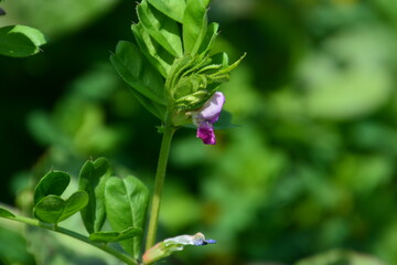 自然の草花たち