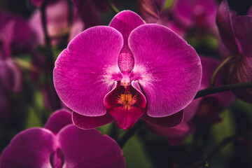 Closeup of the moon orchid (phalaenopsis amabilis) flower - obrazy, fototapety, plakaty