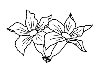 Hand drawing and sketch flower with line art illustration.