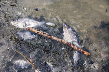 The dead fishs on the shore of the lake