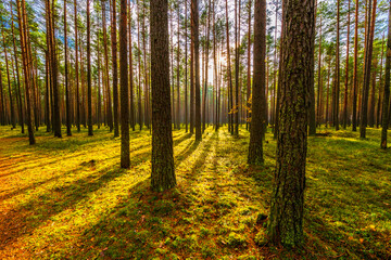 Pine forest in autumn. The sun shines through the trees. Moss-covered glade. Sun rays. Beautiful nature. Russia, Europe.