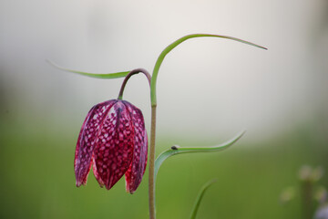 Snake's head fritillary (Fritillaria meleagris) close-up view growing in field