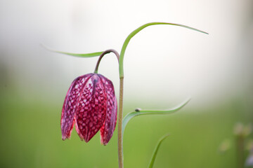 Snake's head fritillary (Fritillaria meleagris) close-up view growing in field