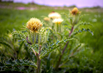 flower in the field