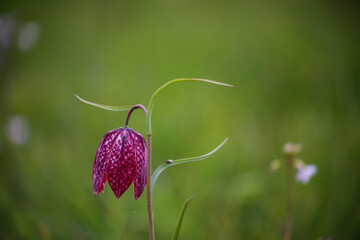 Snake's head fritillary (Fritillaria meleagris) close-up view growing in field