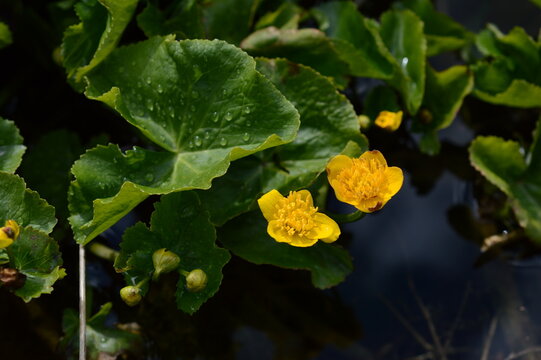 Wiosenne leśne kwiaty