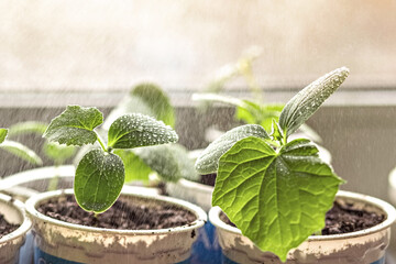 Vegetable sprouts.Growing and watering young seedlings of cucumbers in cups